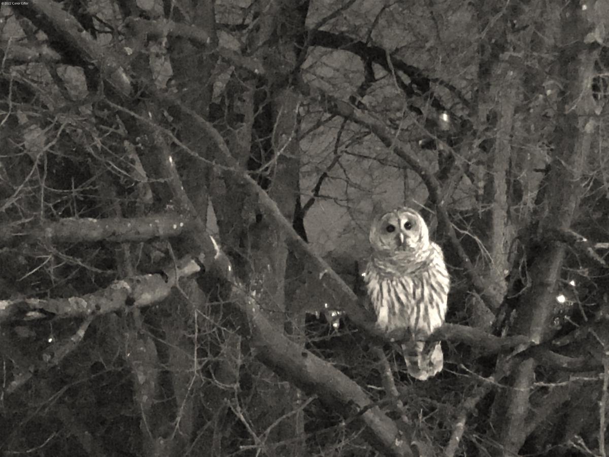 Barred Owl by the Bybee Bridge